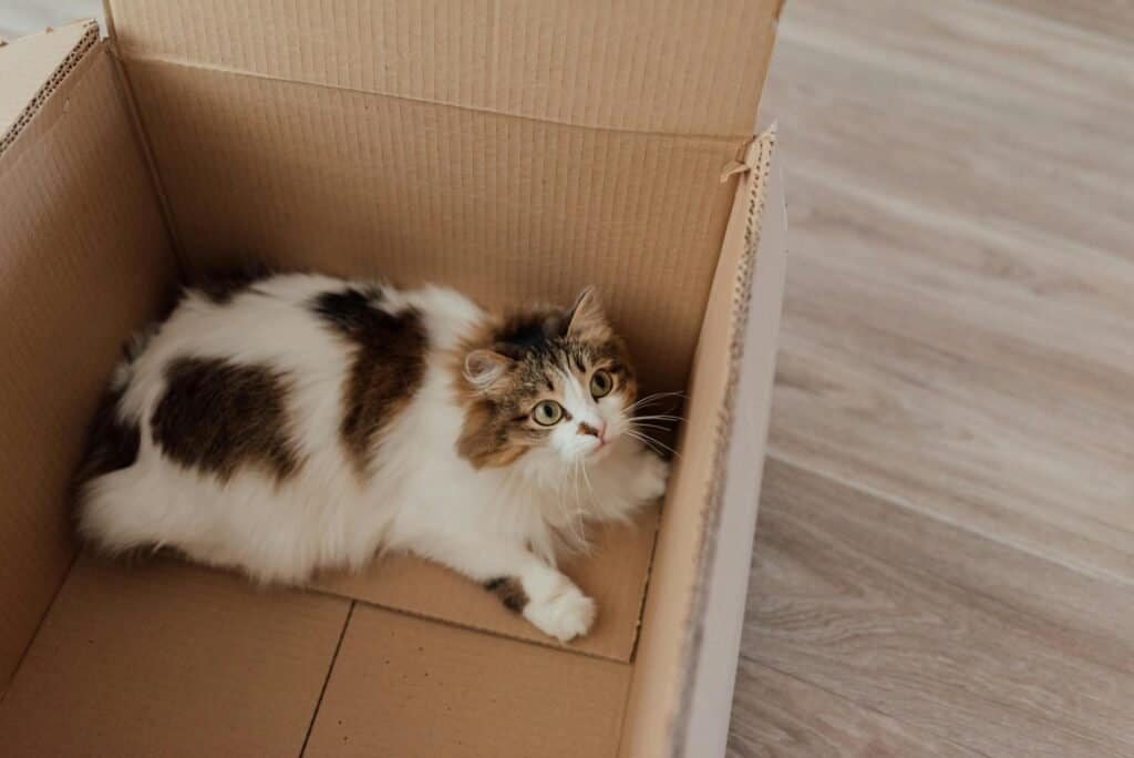 Subscription Boxes for Pets: Are They Worth It in 2025? | Mascoshop