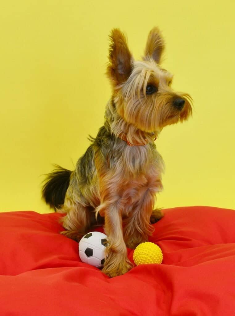 Top 10 must-have pet products for 2025 (that vets actually recommend) | mascoshop