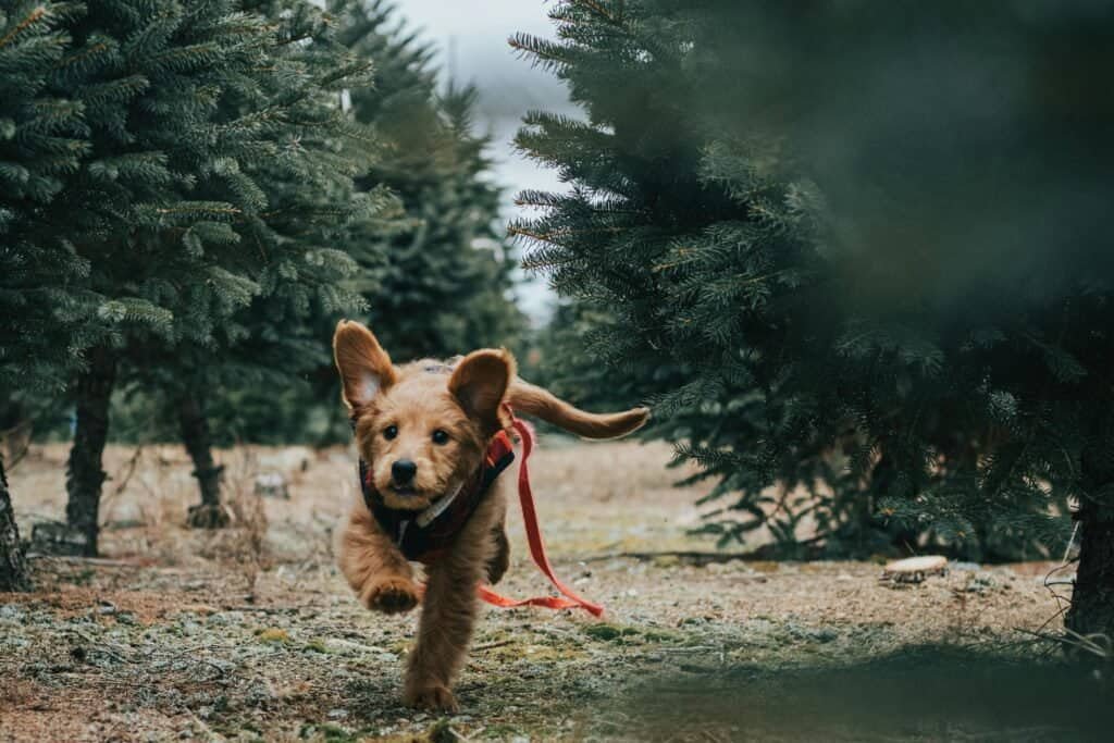 Seasonal Pet Care: Must-Have Products for Spring & Summer Adventures | Mascoshop