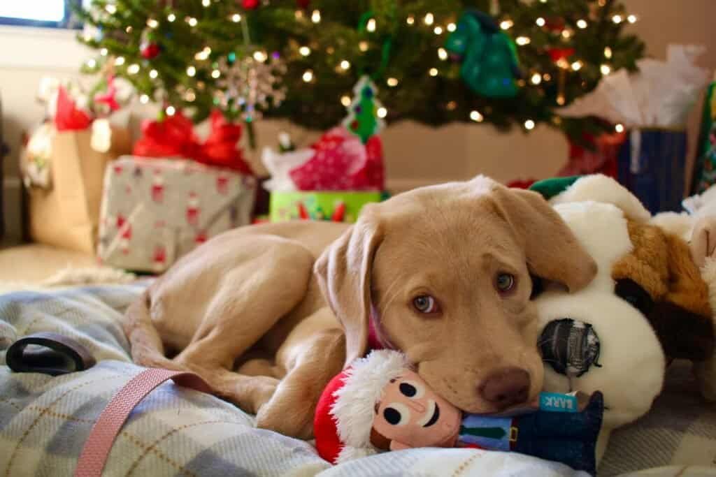 Is your dog bored? Best interactive toys to stimulate your pup’s mind | mascoshop