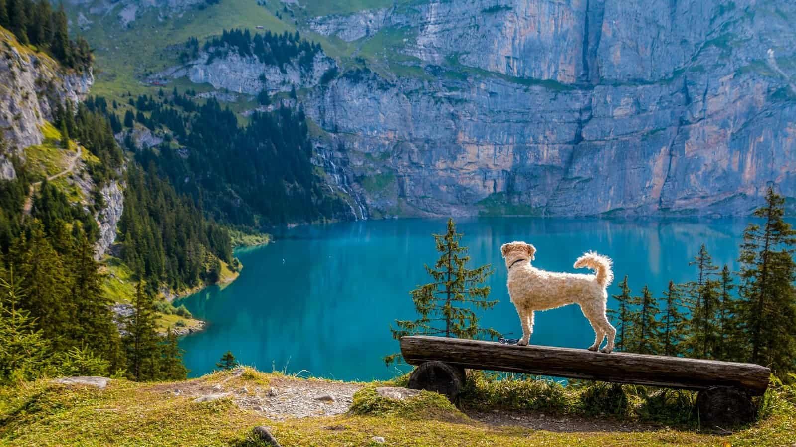 Swan on lake against mountain