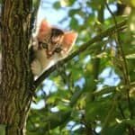 Low angle view of cat on tree