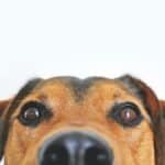 Closeup photo of brown and black dog face