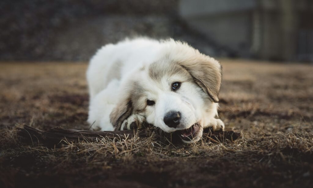 Small dog lying peacefully at home after learning to stop chewing furniture