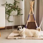 How to stop your dog from chewing furniture – tips that work | mascoshop