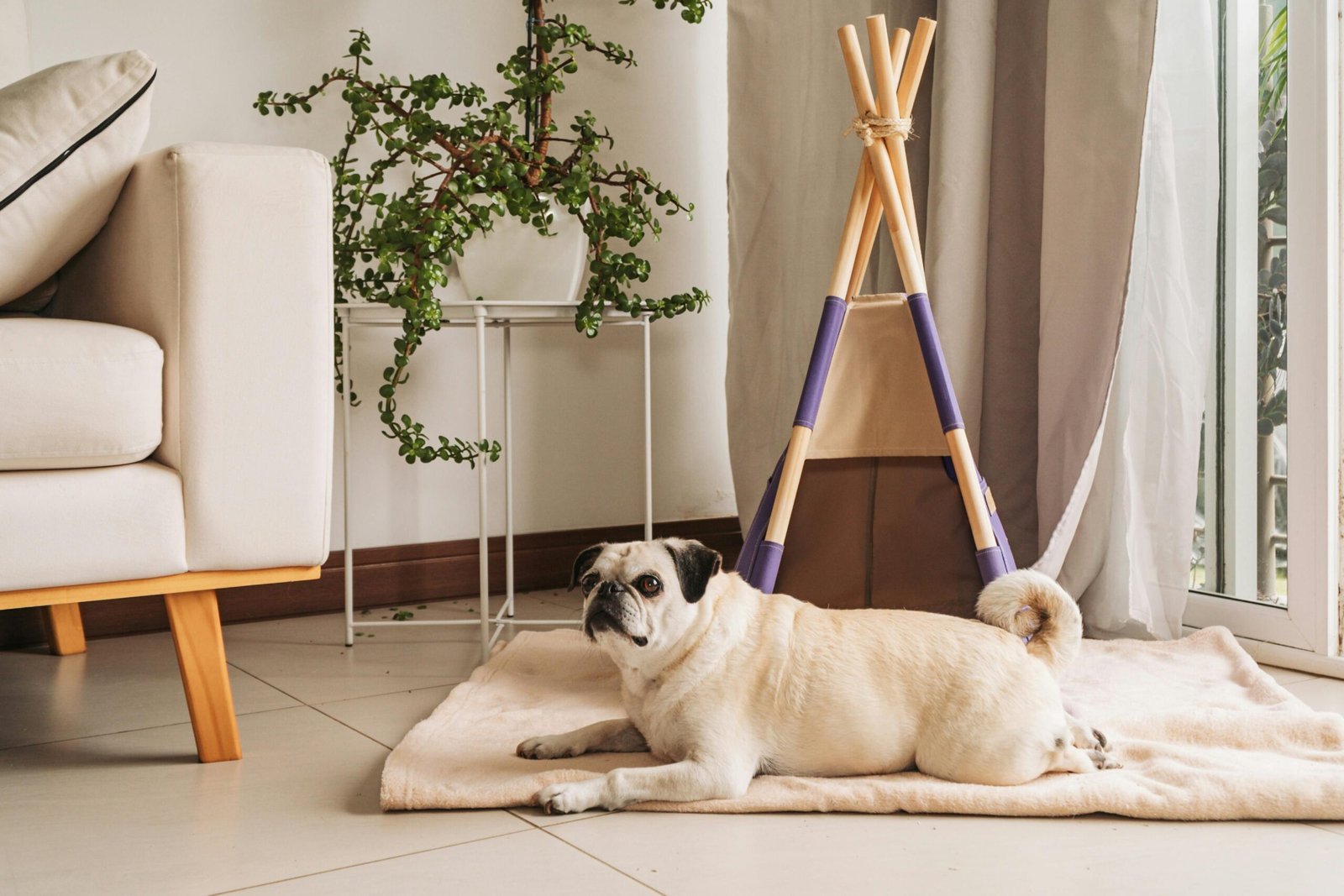 How to stop your dog from chewing furniture – tips that work | mascoshop